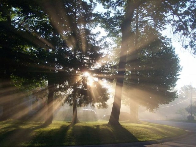 640x480, 83 Kb / деревья, солнце, лучи