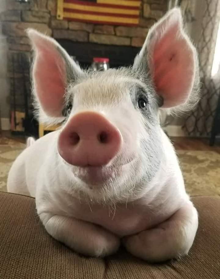 720x913, 60 Kb / свинка, свинья