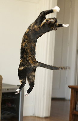 259x402, 99 Kb / кошка, прыжок