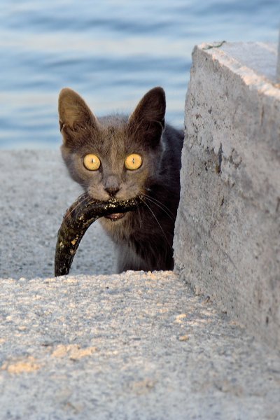 400x600, 47 Kb / кот, охотник, рыба, глаза