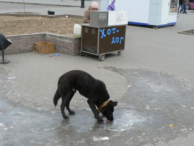 640x480, 98 Kb / собака, хот-дог