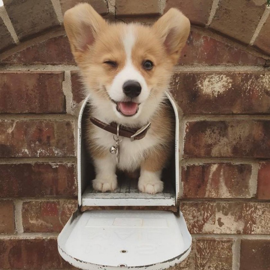 900x900, 167 Kb / собака, почтовый ящик, корги, кирпич, ошейник, улыбка, подмигивает