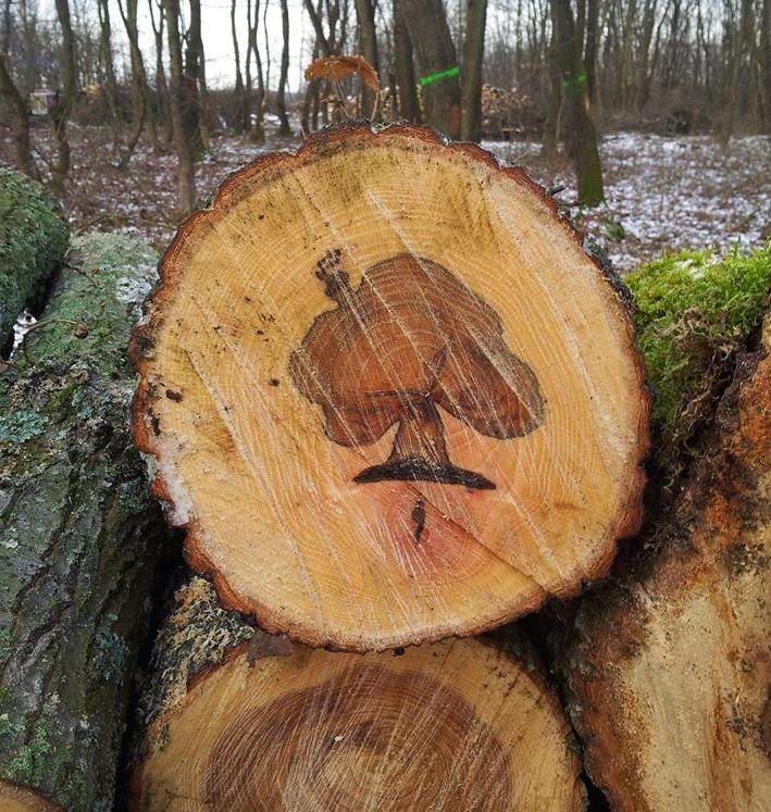 709x747, 160 Kb / дерево, спил