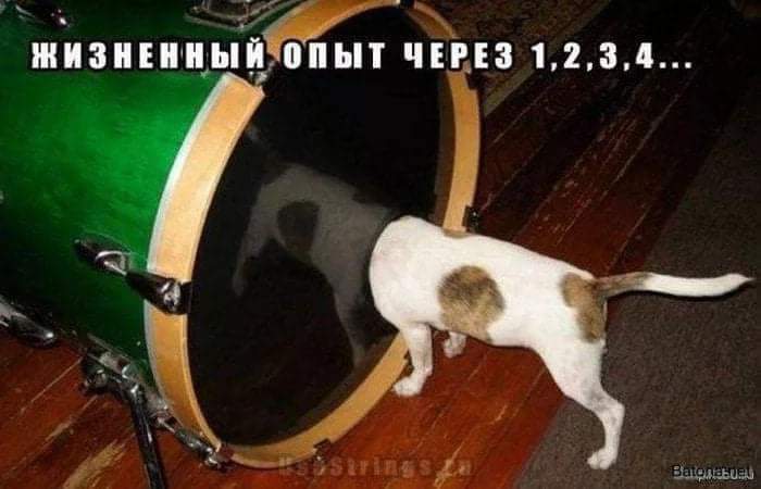 700x450, 32 Kb / Собака, опыт, бочка, барабаны