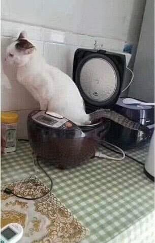 305x477, 22 Kb / Алаверды, срущий котик, еда, стол, лоток-мультиварка