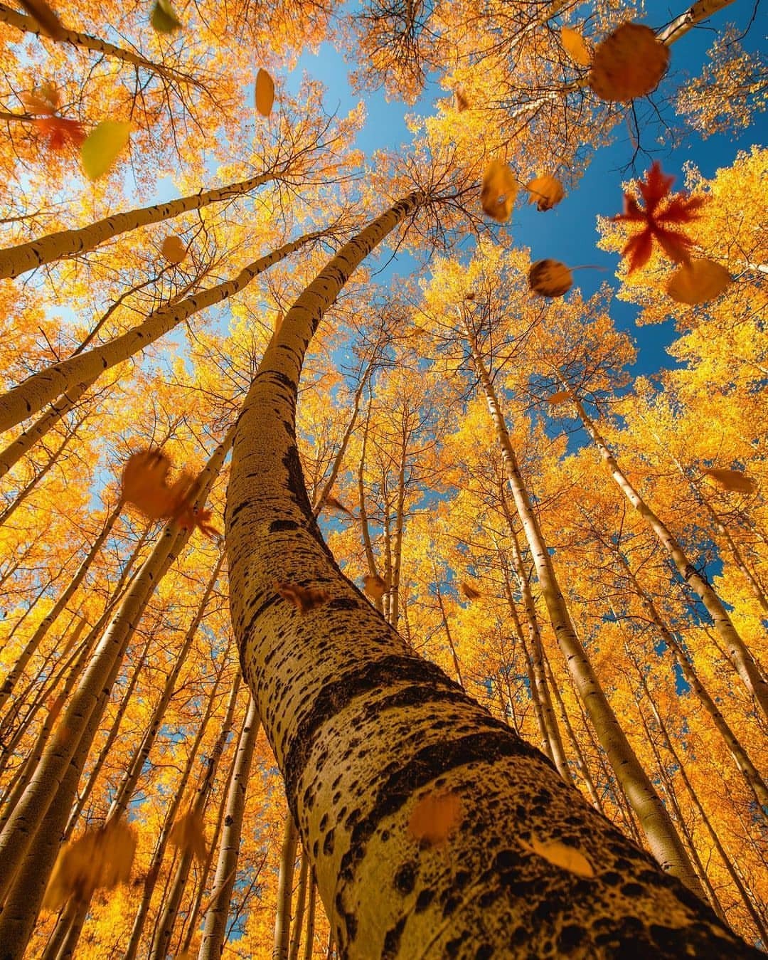 1080x1349, 462 Kb / дерево, ствол, изгиб, листья, берёза, желтый, снизу, осень