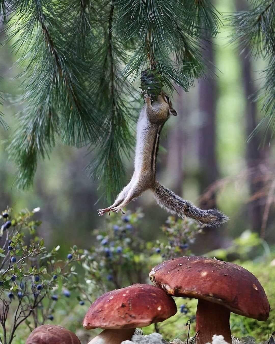 1080x1350, 175 Kb / грибы, шишка, дерево, лес, ель, бурундук, ягоды, голубика