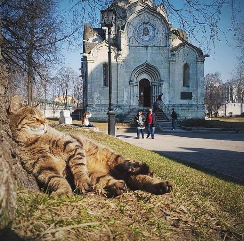 960x948, 153 Kb / Дерево, кот, кошка, довольный, храм