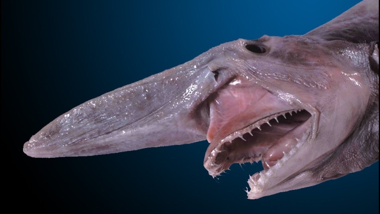 1280x720, 90 Kb / акула, гоблин, домовой