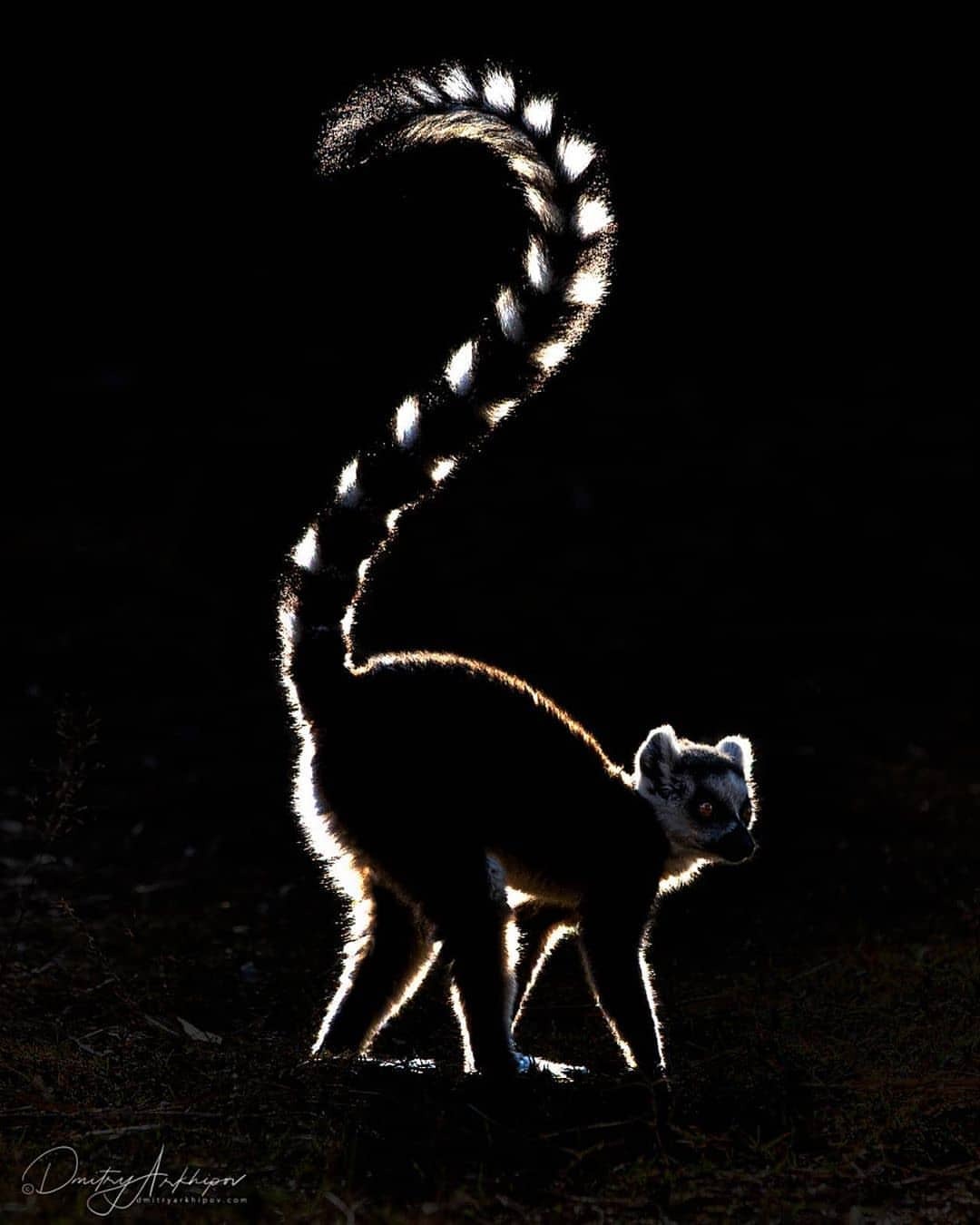 1080x1350, 93 Kb / лемур, хвост