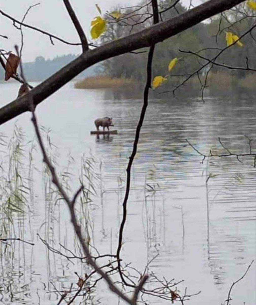 1009x1200, 158 Kb / кабан, плот, река