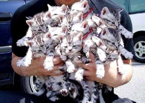 500x355, 45 Kb / котята