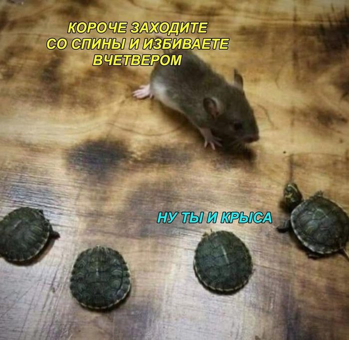 700x683, 92 Kb / черепаха, мышь, крыса, четыре, панцирь, сплинтер, черепашки ниндзя