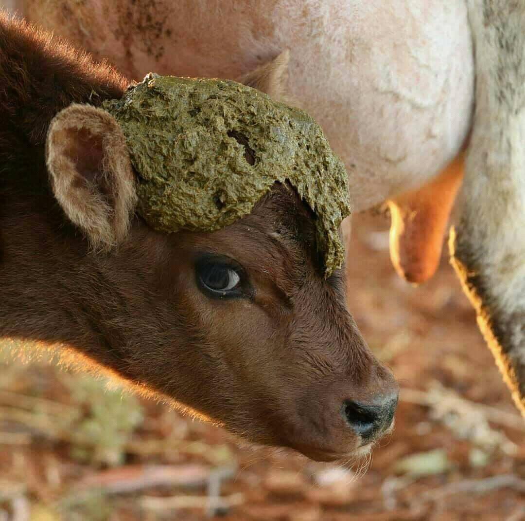 1080x1070, 117 Kb / теленок, вымя, лепешка