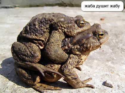 420x315, 26 Kb / жаба
