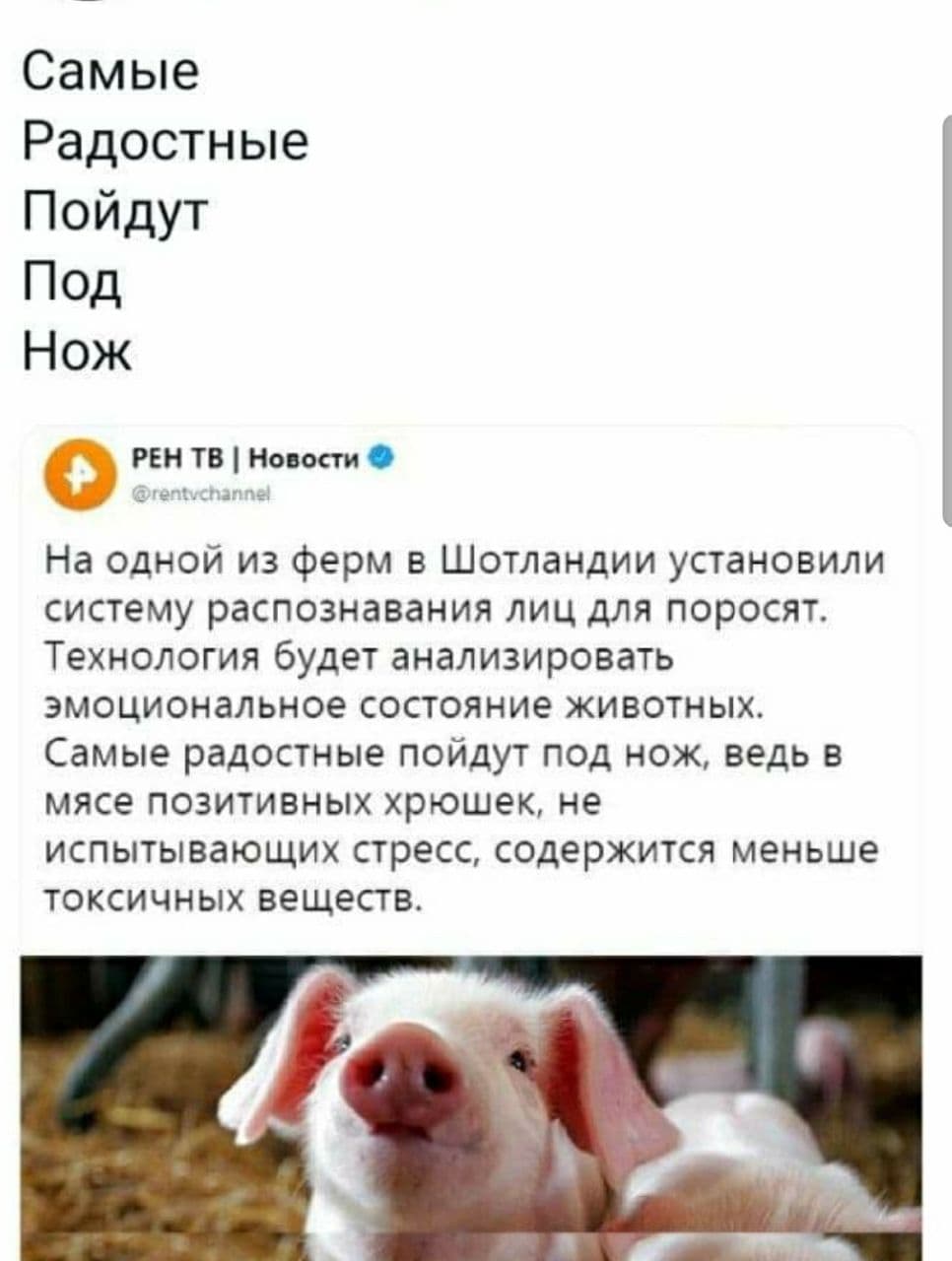 966x1280, 75 Kb / нож, Шотландия, ферма, свинья, поросенок, радость, радостные, распознавание лиц