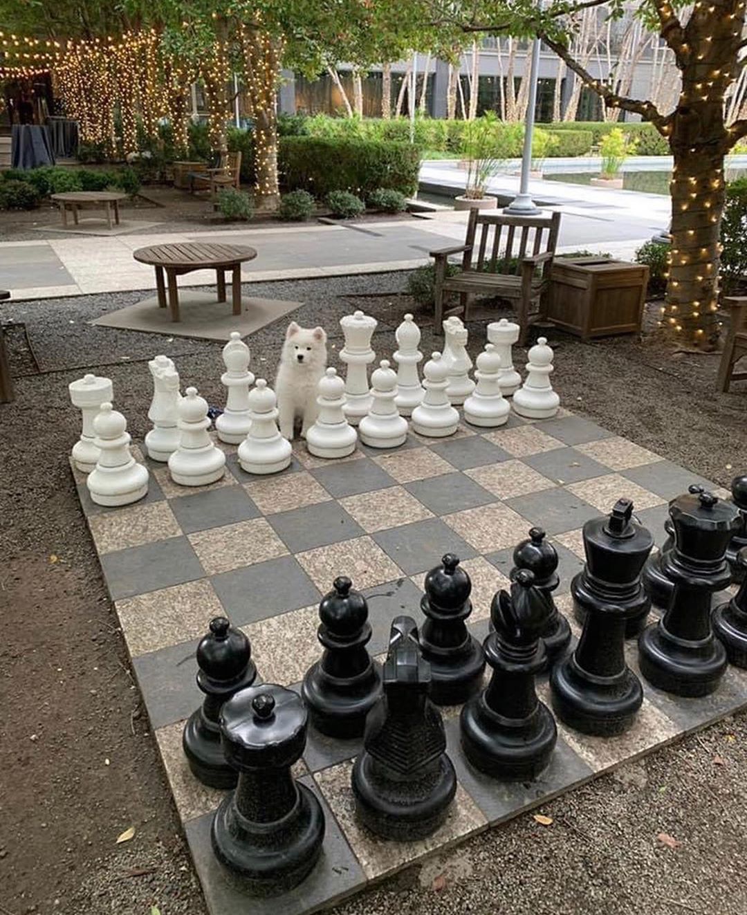 1080x1323, 297 Kb / шахматы, собака