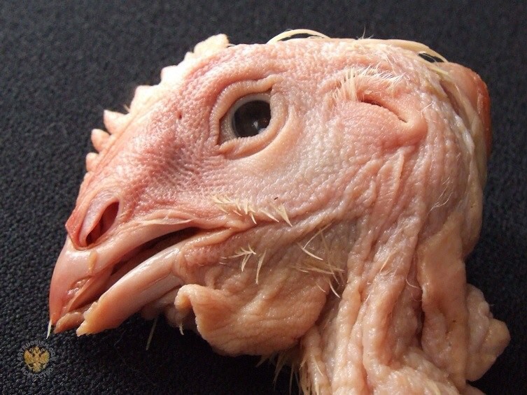 753x565, 123 Kb / курица, птица, голова