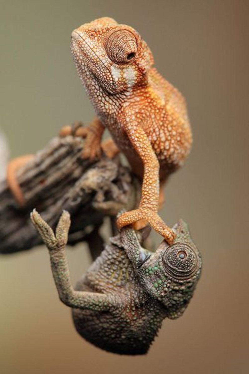 1000x1500, 154 Kb / хамелеон