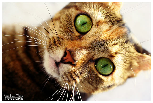 640x432, 67 Kb / кот, глаза