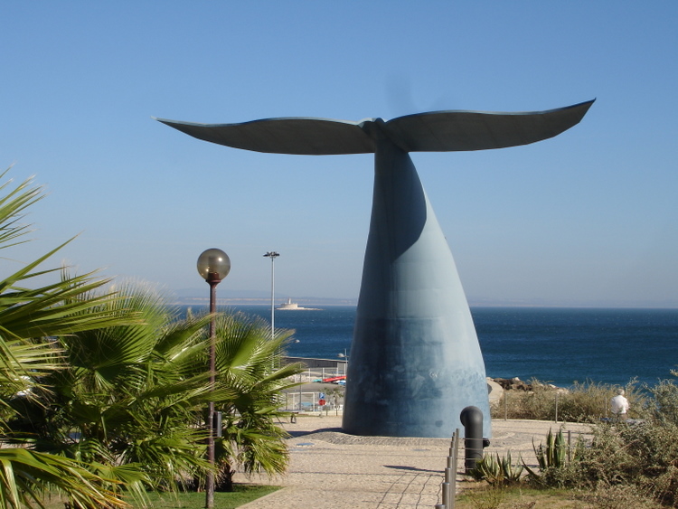 750x563, 188 Kb / кит, хвост