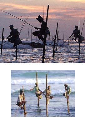 272x413, 24 Kb / цейлон