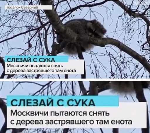 512x454, 80 Kb / Енот, дерево, сук