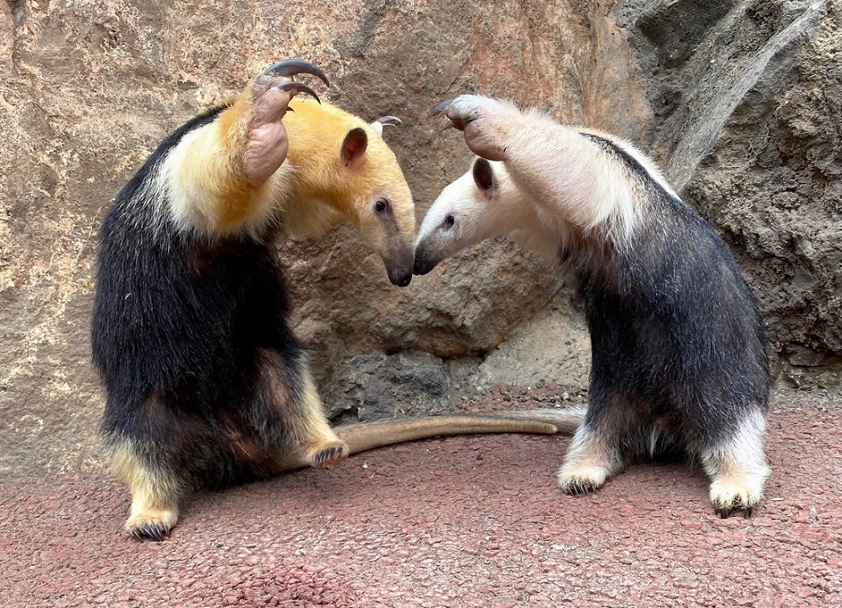 1200x867, 600 Kb / муравьеды, акт устрашения