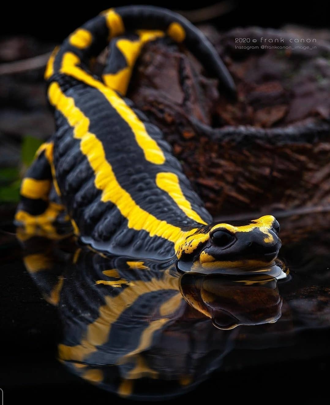 1078x1320, 118 Kb / ящерица, полоски, желтый, Огненная саламандра