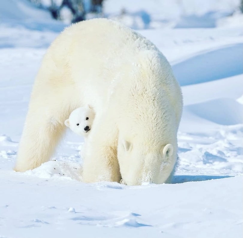 811x796, 61 Kb / снег, медведица, медвежонок