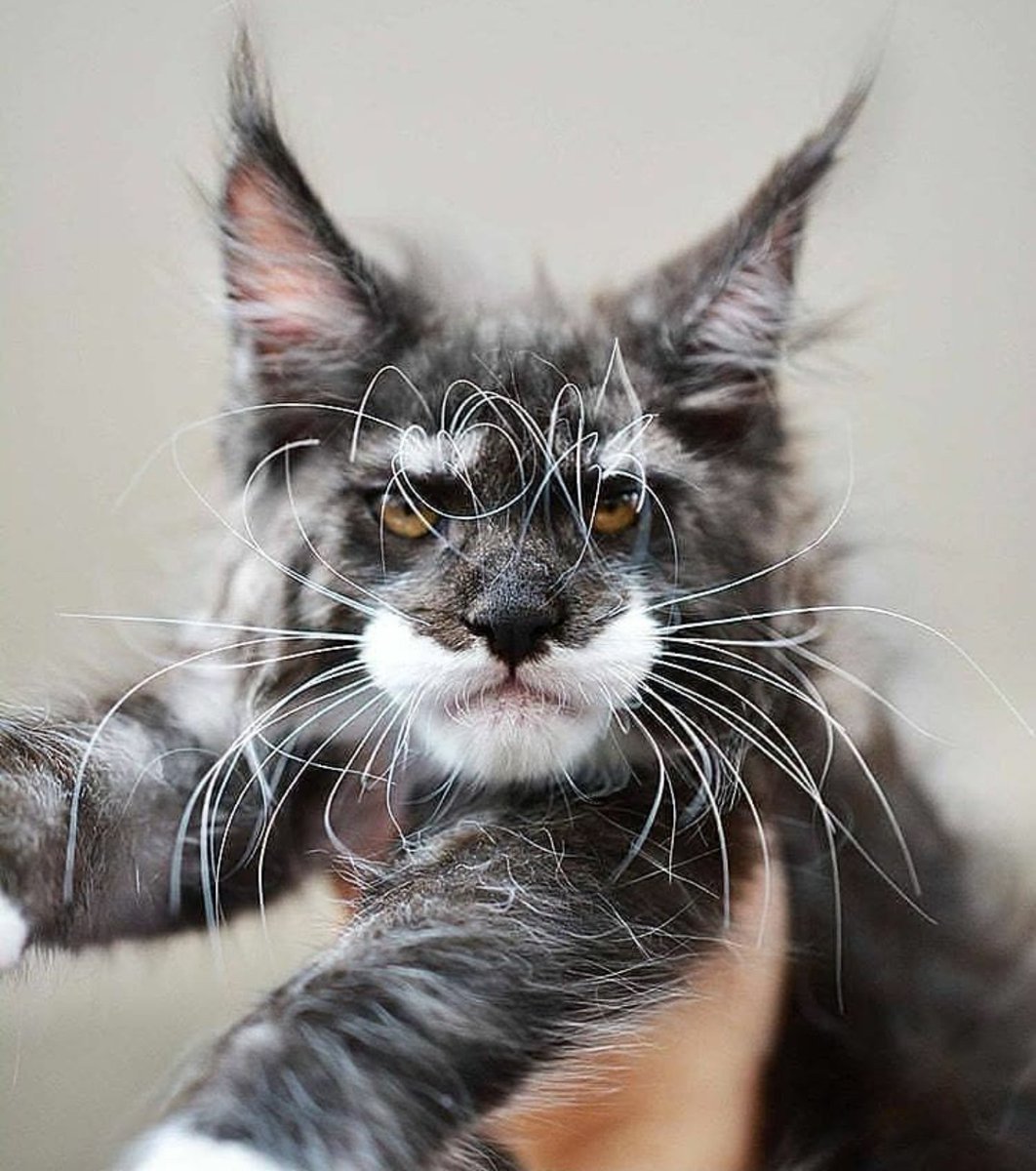 1062x1200, 173 Kb / кот, усы, пушистый