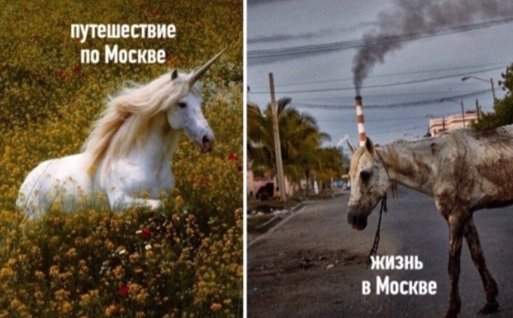 1051x652, 111 Kb / путешествие, жизнь, москва, единорог, лошадь, конь