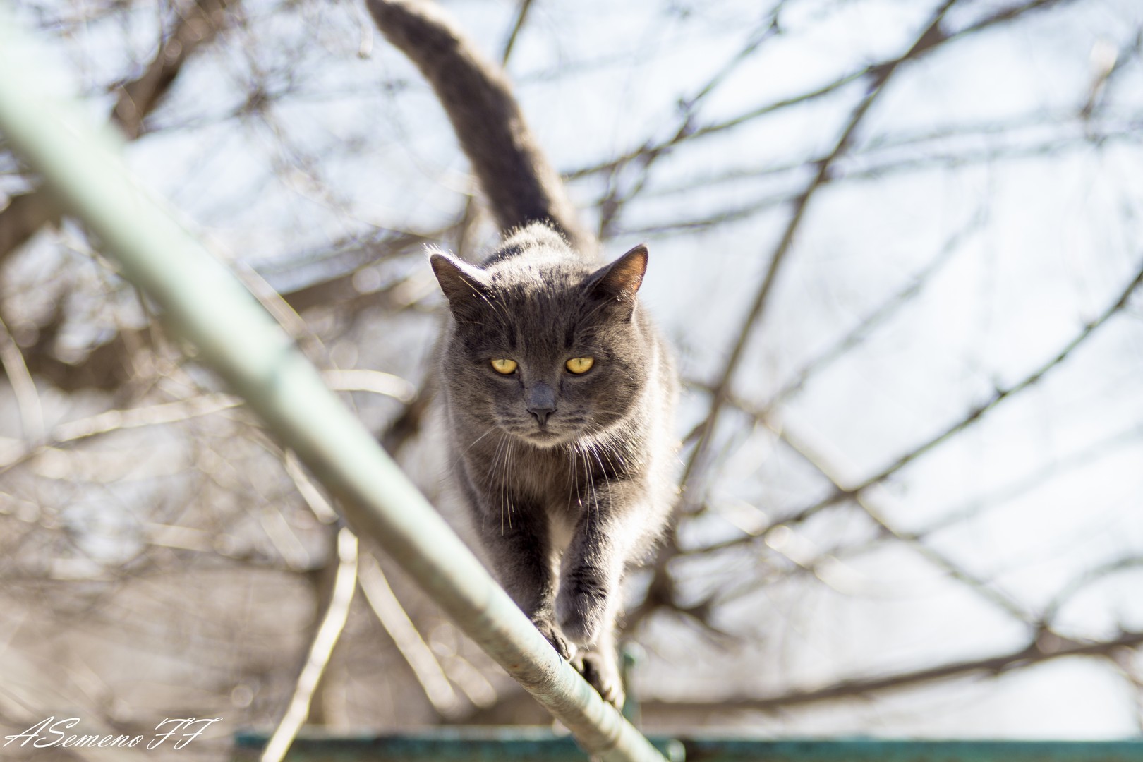 1620x1080, 252 Kb / кот, труба