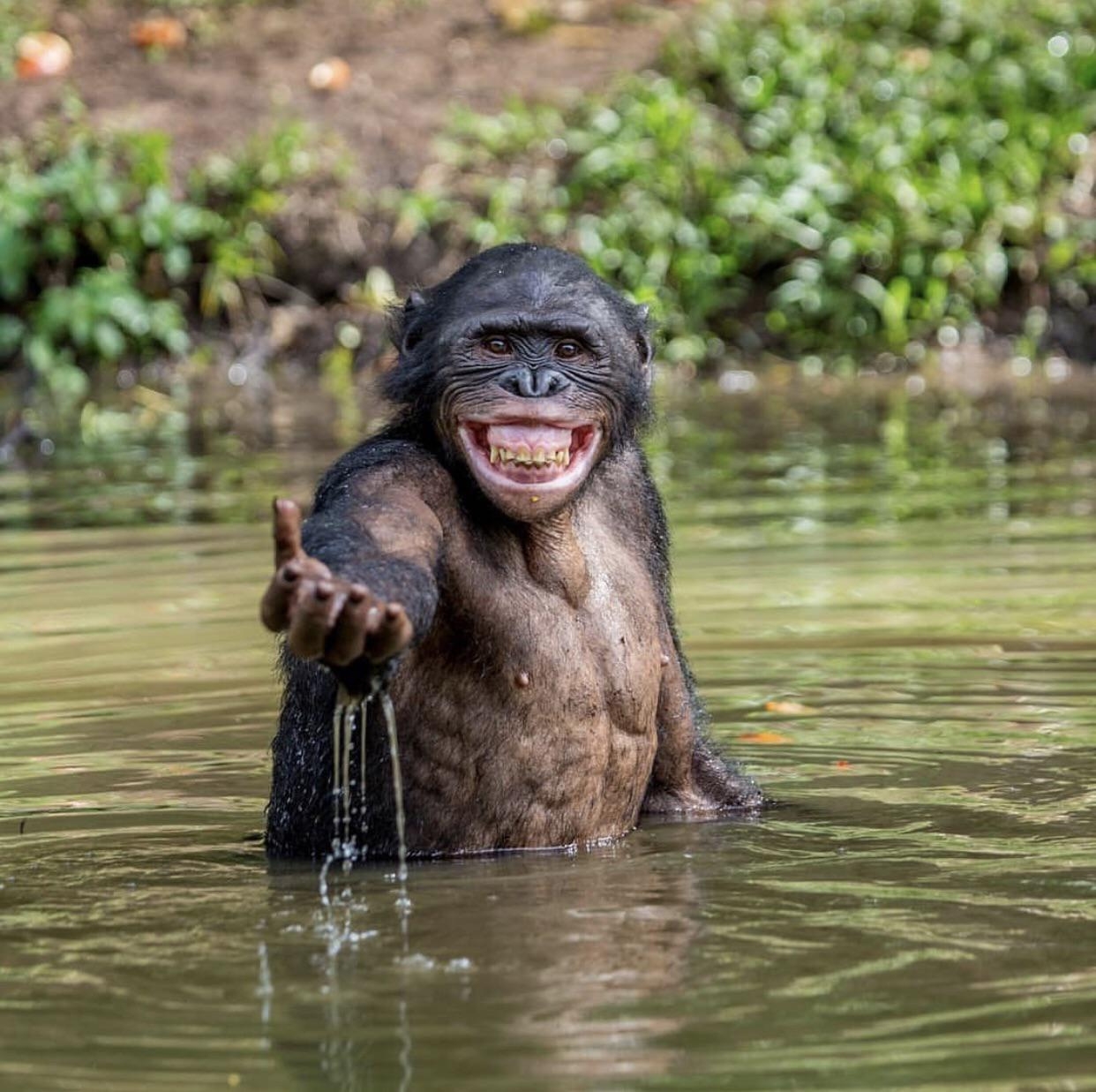 1242x1237, 589 Kb / обезьяна, вода, улыбка