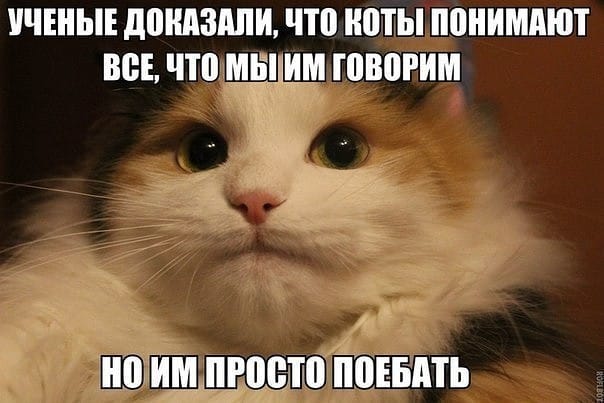 604x403, 37 Kb / Кот, кошка, понимание, поебать, учёные, доказательства
