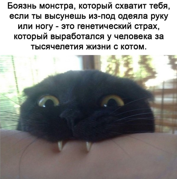 600x606, 70 Kb / монстр, страх, кот