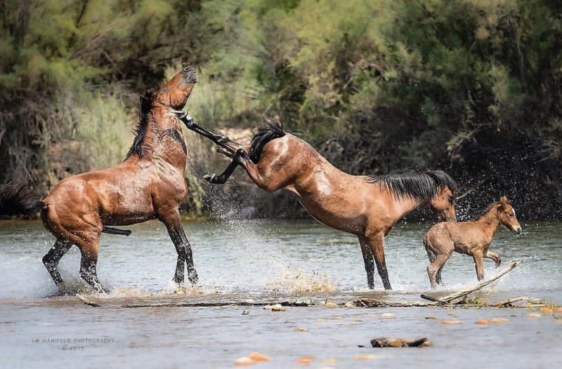 800x526, 105 Kb / конь, лошадь, жеребенок, река