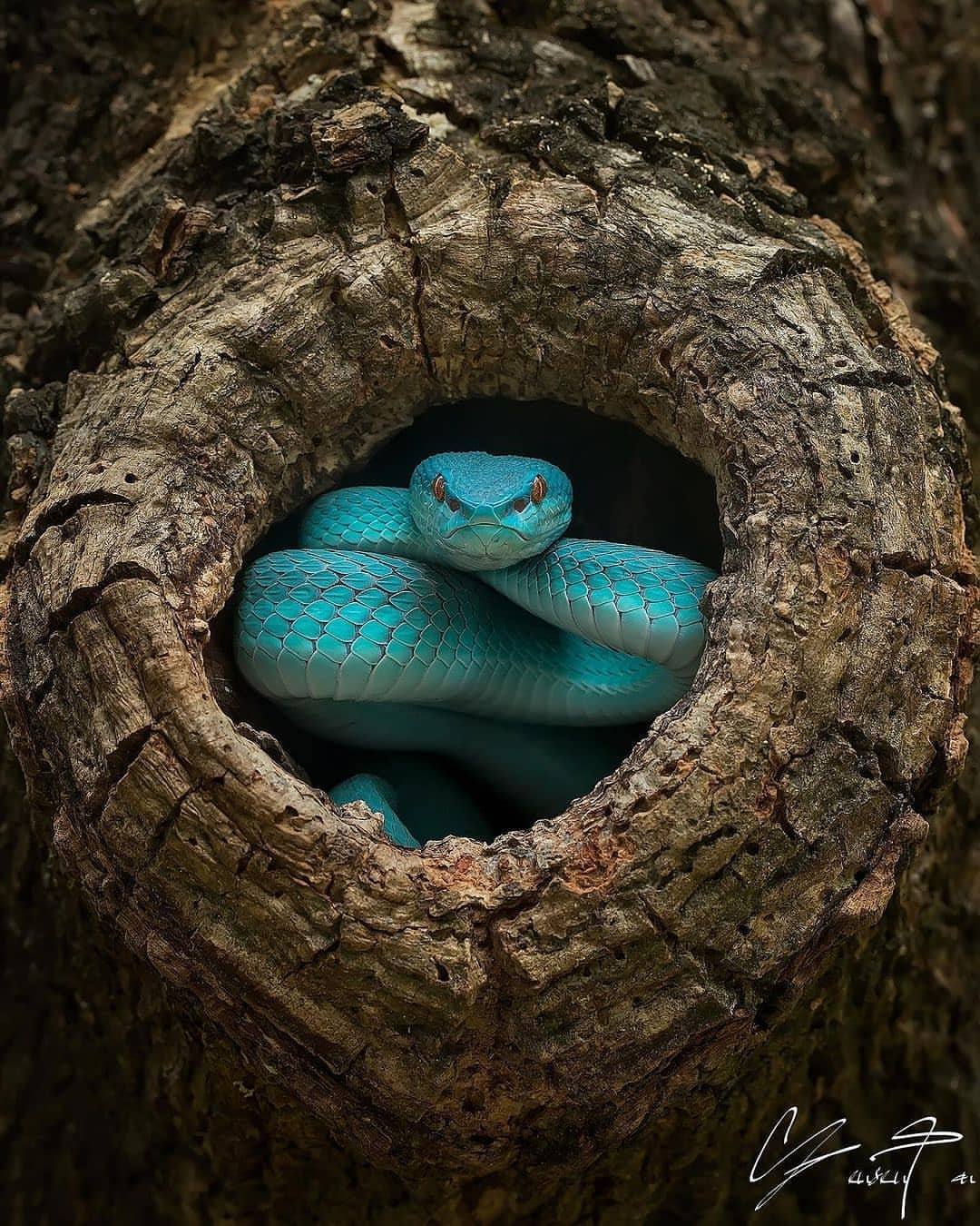 1080x1350, 339 Kb / змея, дерево, дупло, голубая комодская куфия