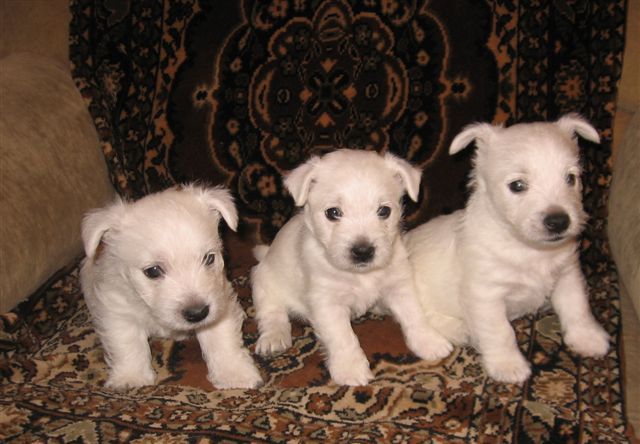 640x444, 52 Kb / Белые, три, щенки