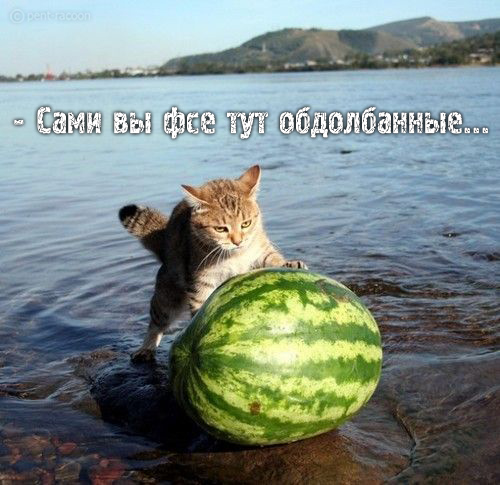 500x485, 129 Kb / кот, арбуз