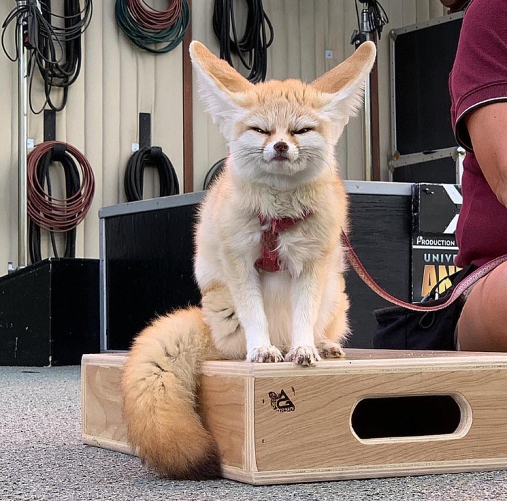 740x732, 228 Kb / фенек, лиса, коробка, прищур