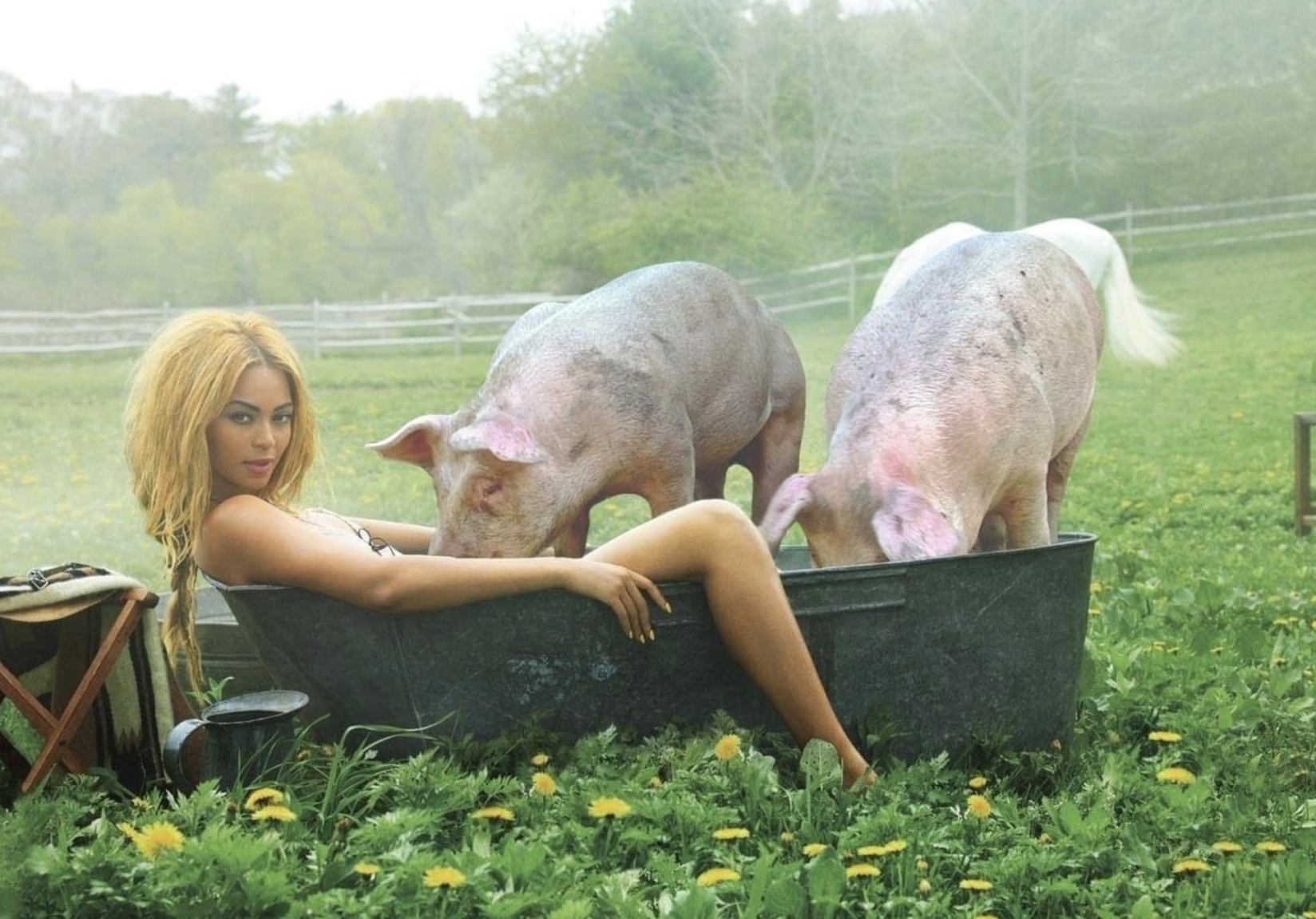 1648x1152, 526 Kb / свинья, блондинка, ванна, корыто, забор, трава, одуванчики, стул, кувшин, Бейонсе