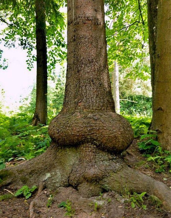 700x895, 170 Kb / дерево, член, зелень