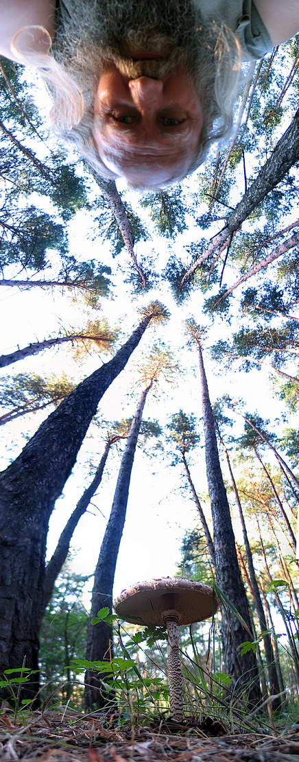 436x1111, 157 Kb / застенчивые кроны, деревья, дед, гриб