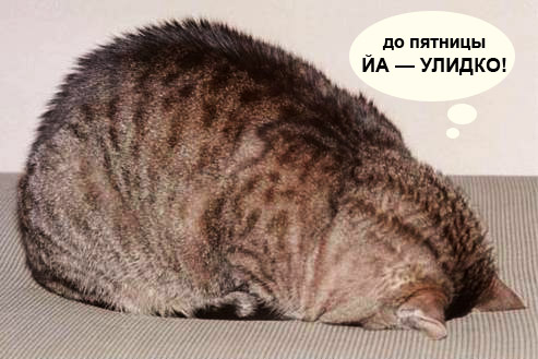 493x329, 68 Kb / кот, пятница, улитка