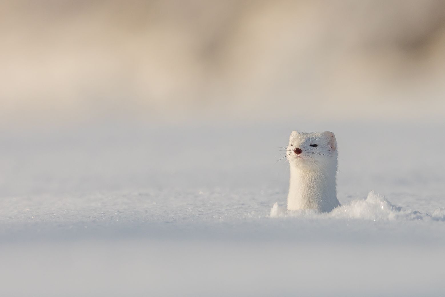 1558x1039, 45 Kb / Снег, голова, белый, горностай,