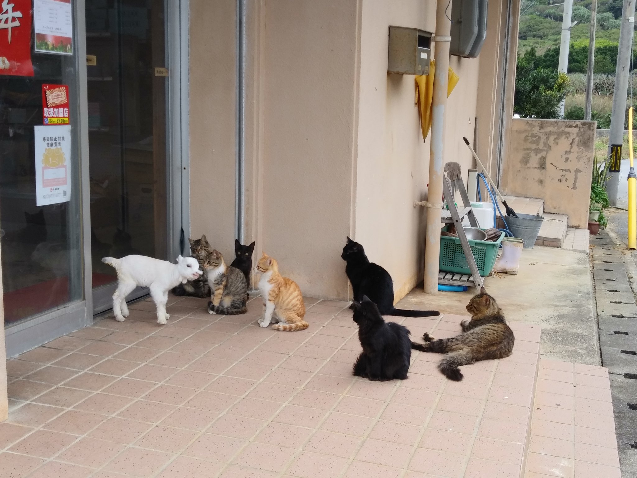 2048x1536, 438 Kb / козленок, козел, кот, кошка, ведро, зонт