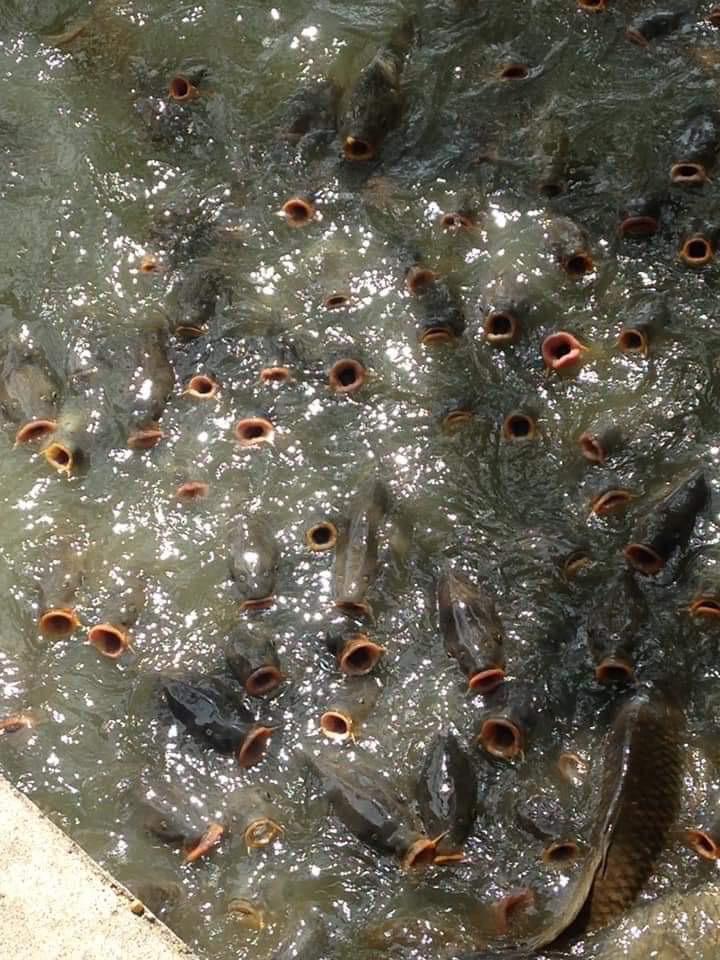 720x960, 126 Kb / рыба, рты, вода