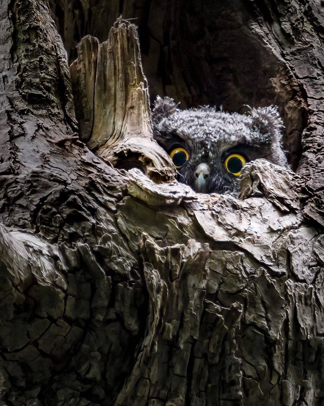 1080x1350, 247 Kb / сова, дупло, выглядывает, дерево, маскировка