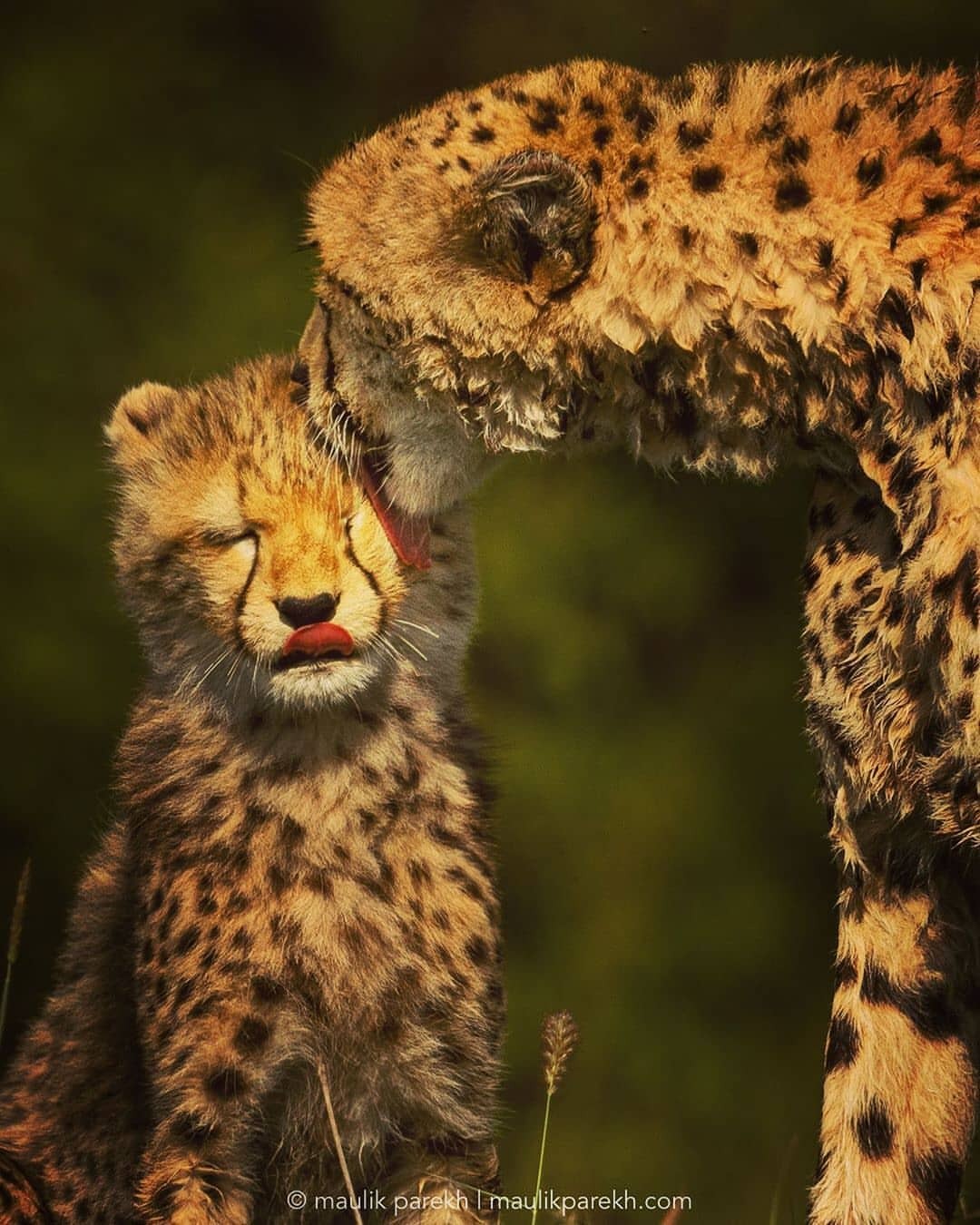 1080x1350, 218 Kb / гепард, котенок, вылизывает